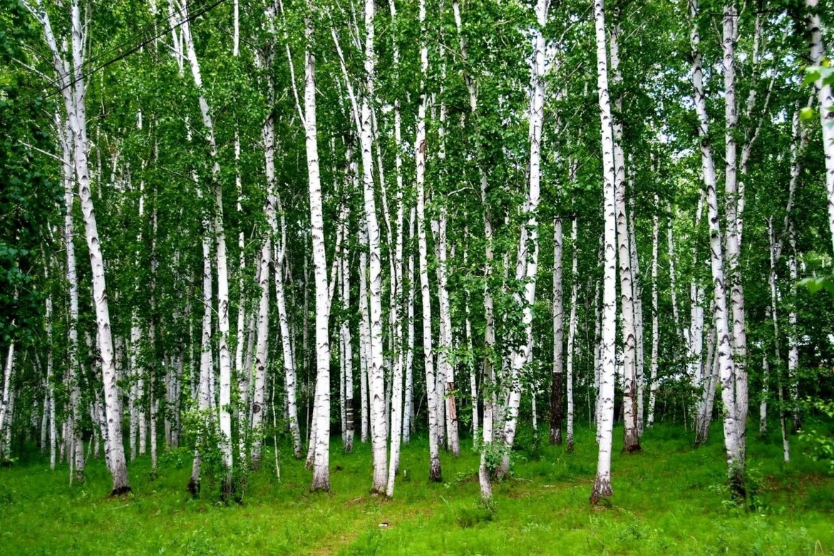 Birch Forest Scenic Area